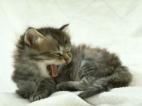 ptit chat